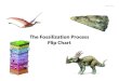 The Fossilization Process Flip Chart - A.P. Curriculum · The Fossil is Uncovered The dirt that once covered the animal erodes away leaving small fragments exposed. This is when scientist