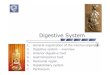 Digestive System - Lazarovnikolai.lazarov.pro/files/pharmacy_eng/Digestive_System.pdf · 2020-04-09 · Digestive System 1. General organization of the internal organs 2. Digestive