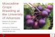 Muscadine Grape Breeding at the University of ArkansasBreeding at the University of Arkansas SRASHS. UA Fruit Breeding Program History • Established in 1964 by Arkansas native Dr