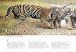 Umred-Karhandla - Sanctuary Nature Foundation › client › images...Umred-Karhandla’s legendary tigers Chandi and Jai’s four cubs are now ready to disperse in search of newer