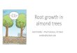 Root growth in almond trees - Stanislaus Countycestanislaus.ucanr.edu/files/279050.pdf · length, nutrient uptake rates, root respiration, root turnover, root age, root exudation
