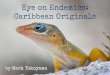 Eye on Endemics: Caribbean Originals · need to see one lizard, the Bearded Anole, but first you’d need to walk to a forest. The Bearded Anole (Anolis pogus) is found only on St