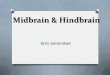 Midbrain & Hindbrain - Weeblykarbala-medical-college- 3rd ventricle Pulvinar Of thalamus Pineal body