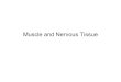 Muscle and Nervous Tissue - Alabama School of Fine Arts...Types of Muscle and Nervous Tissue 1. Muscle tissue (muscle system) Skeletal muscle (muscles attached to the skeleton) Smooth