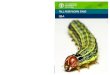 Fall armyworm Q&A - Food and Agriculture …Fall Armyworm (Spodoptera frugiperda), is an insect pest of more than 80 plant species, causing damage to economically important cultivated