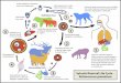 Echinococcus granulosus - Sylvatic/Pastoral Life Cycle · Oconosphere hatches, Echinococcus granulosus penetrates intestine/rumen wall... Oconosphere is encapsulated... Oconosphere