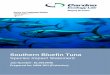 Southern Bluefin Tuna - dpi.nsw.gov.au€¦ · Southern Bluefin Tuna (Thunnus maccoyii) (SBT) were listed as a threatened species under the NSW Fisheries Management Act 1994 in 2004