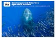Endangered Marine Species Guide - WWF Seafood …...WWF Recommendation Avoid all bluefin tuna products. While Pacific bluefin tuna is currently listed as Vulnerable by IUCN, populations