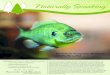 Small-Scale Aquaponics Workshop ... Permaculture: A Designers' Manual. Tagari Publications. p. 2. ISBN