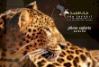 photo safaris · Johannesburg – SOUTH AFRICA Cape Town – SOUTH AFRICA Prices as follows: prices are based on a 2 person-sharing rate Price per person per day sharing $ 650 Price