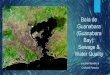 Baía de Guanabara (Guanabara Bay): Sewage & Water Quality · Anthropogenic impacts alter microbial communities in the bay Environmental and health issues are a result – 65% of