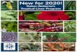 Newfor2020!raker.com/doc/2020.r2.tropical.program.pdfwith tropicals! R2 tropical liners are selected and timed to grow with your 4" annual crops. Mandevilla Dundee Red 18 strip Price