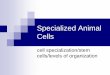 Specialized Plant and Animal Cellshelmsscience.weebly.com/uploads/3/1/1/3/31138641/stem_cells_cell... · Cell Specialization Cells develop in different ways to perform particular