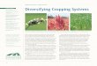 Diversifying Cropping Systems - sare.org€¦ · All of those were drilled using a no-till system Kupers calls direct-seeding. “I look at this more diverse system as a tremen-dous