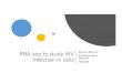 RNA-seq to study HIV · RNA-seq to study HIV Infection in cells Rebecca Batorsky Sr Bioinformatics Specialist Feb 2020