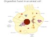 Organelles found in an animal cell - St John Fisher ... · Organelles found in an animal cell. Organelles found in a plant cell. Prokaryotic cell –no membrane bound organelles