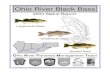 Ohio River Black Bass - IN.gov · 2014-01-29 · EXECUTIVE SUMMARY The Ohio River Fisheries Management Team continue to monitor and manage Ohio River black bass populations, habitats,