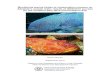 Monitoring marine fishes of conservation concern on ... · Bryars (2010) Monitoring the southern blue devil and harlequin fish off Adelaide - 2 - This publication may be cited as: