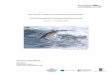 2009 AFBI Nephrops Assessment Survey - Irish Whale and ... · Infrastructure Programme (PIP): Rockall Studies Group (RSG) projects 98/6 and 00/13, Porcupine Studies Group project