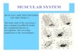 MUSCULAR SYSTEM - Faculty Support Sitefaculty.ucr.edu › ~insects › pages › teachingresources › ... · MUSCULAR SYSTEM MUSCLES ARE THE MOTORS OF THE INSECT The basic unit is