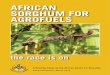 AFRICAN SORGHUM FOR AGROFUELS - | ACBacbio.org.za/wp-content/uploads/2015/02/ACB... · Sweet Sorghum is primarily cultivated for its sugary stalk, resembling that of sugarcane. Juice
