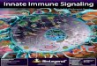 Innate Immune Signaling - BioLegend...AIM2 ASC Foreign dsDNA JAK1 JAK1 Tyk2 Tyk2 STAT1 STAT2 TRF9 ISGF3 IFN Stimulated Genes Type 1 IFNs IFNAR2 IFNAR1 MAVS Aggregation Dimerization