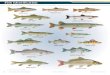 NEW JERSEY FRESHWATER FISHES NEW JERSEY FRESHWATER FISHES 2015 Freshwater Issue New Jersey Fish & Wildlife