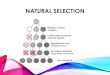 2. Natural Selection Powerpoint - WordPress.com · 1/2/2018  · sharper teeth àcatch more prey •Prey species that are faster, better camouflaged ... •Artificial Selection: selective