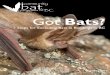 programs of BC Got Bats? in Buildings... · 2018-03-27 · Katie Calon, Dr. Purnima Govindarajulu, Margaret Holm, Susan Holroyd, Dr. Leigh Anne Isaac, Tanya Luszcz, Aaron Reid, Dr