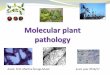Assist. Prof. Martina Šeruga Musić acad. year 2016/17 · and pycniospores; dikaryotic spores – urediniospores, teliospores and aeciospores • alternativne host – common barberry