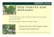 Hop insects and diseases - College of Agriculture ......diseases to keep out of your hopyard • Viruses and viroids – use planting material certified free of HSVd and other viruses