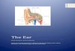 The Ear01_45… · Head and Neck Anatomy The Ear 2 External ear The external ear consists of two parts. The part projecting from the side of the head is the auricle (pinna) and the