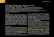 Molecular Cell Article - ERNET › Varshney › docs › 2008 › A-Single... · Molecular Cell Article A Single Mammalian Mitochondrial Translation Initiation Factor Functionally