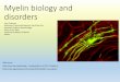Myelin biology and disorderssimposios.abnv.com.br › ... › 2018 › 09 › 5-Myelin-biology-and-disorder… · CNS EM image. Disorders of myelin •Hypomyelination •Normal molecular