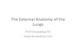 The External Anatomy of the Lungs - Oluwadiyaoluwadiya.com › Documents › Anatomy › The chest › The... · •The inferior portion of the medial surface is deeply notched because