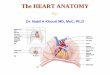 The HEART ANATOMY › uploads › 7 › 9 › 0 › 4 › ... · Chambers of The Heart •Contains four chambers –Right Atrium – receives blood from the systemic circuit (from