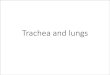 Trachea and lungs - Doctor 2017 - JU Medicine€¦ · Lungs • organs of respiration and lie on either side of the mediastinum • surrounded by the right and left pleural cavities