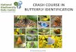 CRASH COURSE IN BUTTERFLY IDENTIFICATION€¦ · For help with identification: 1. Email your butterfly photo to: tmurray@biodiversityireland.ie 2. Post a photo to our Facebook page: