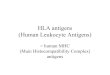 HLA antigens (Human Leukocyte Antigens)€¦ · T-dependent and T-independent antigens) –Neuroendocrine interactions. Regulation within the immune system –Physical interactions