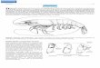 PENAEIDAE - Food and Agriculture Organization17a. Second maxilliped without exopod; first 3 pereiopods with elongate chela, propod length-ened and dactyl very short (much less than