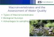Macroinvertebrates and the Assessment of Water Quality › docs › OWEA_Macroinvertebrate_Presentation.pdf · Macroinvertebrates and the Assessment of Water Quality Types of Macroinvertebrates
