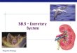 38.3 – Excretory System - Quia · 2020-04-08 · 38.3 – Excretory System . Regents Biology! Objectives ! Explain how animals manage toxic nitrogenous waste ! Discuss the 3 types