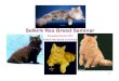 Selkirk Rex Breed Seminar - Welcome to TICA · 2019-01-08 · Selkirk Rex Breed Seminar Agenda: • Selkirk Rex Breed Origins & History - (20-years worth) • Status & General Description