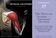 The Nervous System Autonomic Division 218/17_Lecture… · The autonomic nervous system differs from the somatic nervous system in the arrangement of the neurons connecting the central