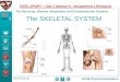 The Muscular, Skeletal, Respiratory and Cardiovascular Systems … › wp-content › uploads › 2020 › 03 › Y… · The Muscular, Skeletal, Respiratory and Cardiovascular Systems