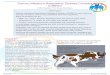 Canine Infectious Respiratory Disease Complex (CIRDC) · Vaccines that lessen disease severity and reduce organism shedding are available for some of the infectious bacteria and viruses