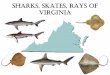 Sharks, Skates,Rays of Virginia sharks, rays, skates â€¢Transport â€¢Legal capacity to do so Been Around