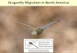 Dragonfly Migration in North America · Migration Model: WG Likely can’t overwinter past 40 oN; no winter diapause known for nymphs Breed in temporary pools Develop rapidly to avoid