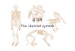 골격계 The skeletal system - Amborella · 2012-09-26 · 골격의기능 • 생명기관의보호(Protect the vital organs) • 신체지지(support for the body) • 근육부착부위(sites