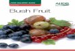Soft Fruit Bush Fruit · 1.6 Bush Fruit Crop Walkers’ Guide – Invertebrate Pests • Potentially, a very serious pest of all bush fruit crops. Males are characterised by a spot
